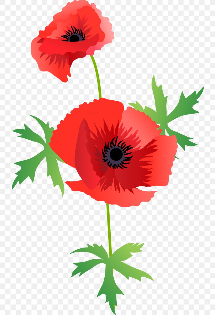 Flowering Plant Poppy Cut Flowers, PNG, 734x1200px, Flower, Anemone, Annual Plant, Common Poppy, Coquelicot Download Free