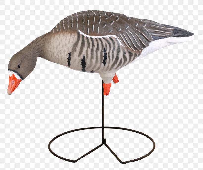 Greylag Goose Duck Mallard Decoy, PNG, 1600x1344px, Goose, Anser, Beak, Bird, Canada Goose Download Free