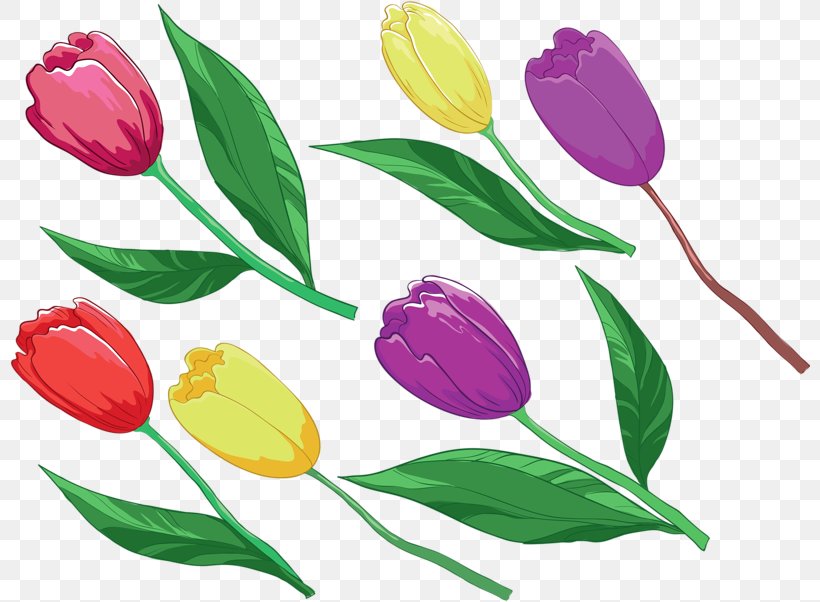 Tulip Plant Clip Art, PNG, 800x602px, Tulip, Artwork, Cartoon, Cut Flowers, Flora Download Free
