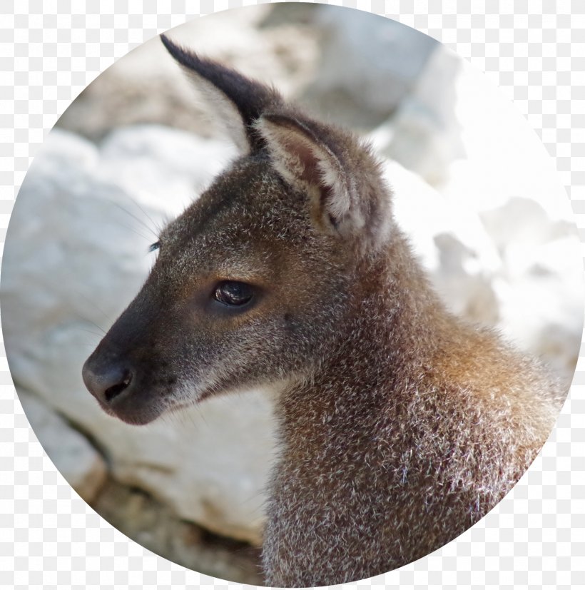 Wallaby Reserve Deer Kangaroo Fauna Fur, PNG, 1586x1600px, Wallaby Reserve, Animal, Deer, Fauna, Fur Download Free
