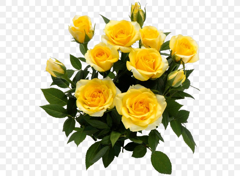 Garden Roses Floribunda Yellow Cut Flowers, PNG, 600x600px, Garden Roses, Color, Cut Flowers, Floral Design, Floribunda Download Free