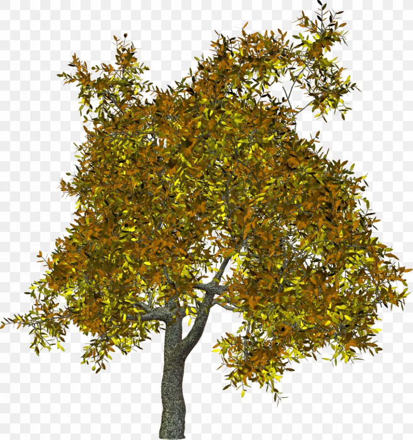 Plane Trees Branch Shrub Clip Art, PNG, 850x905px, Tree, Branch, Daytime, Deciduous, Evergreen Download Free