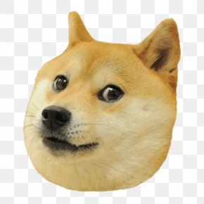 Doge Images Doge Transparent Png Free Download - doge pocket roblox