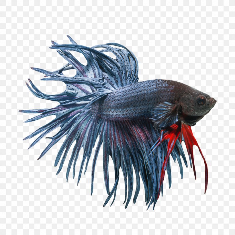 Siamese Fighting Fish Veiltail Emerald Green Betta Aquarium, PNG, 1024x1024px, Siamese Fighting Fish, Animal, Aquarium, Betta, Breed Download Free