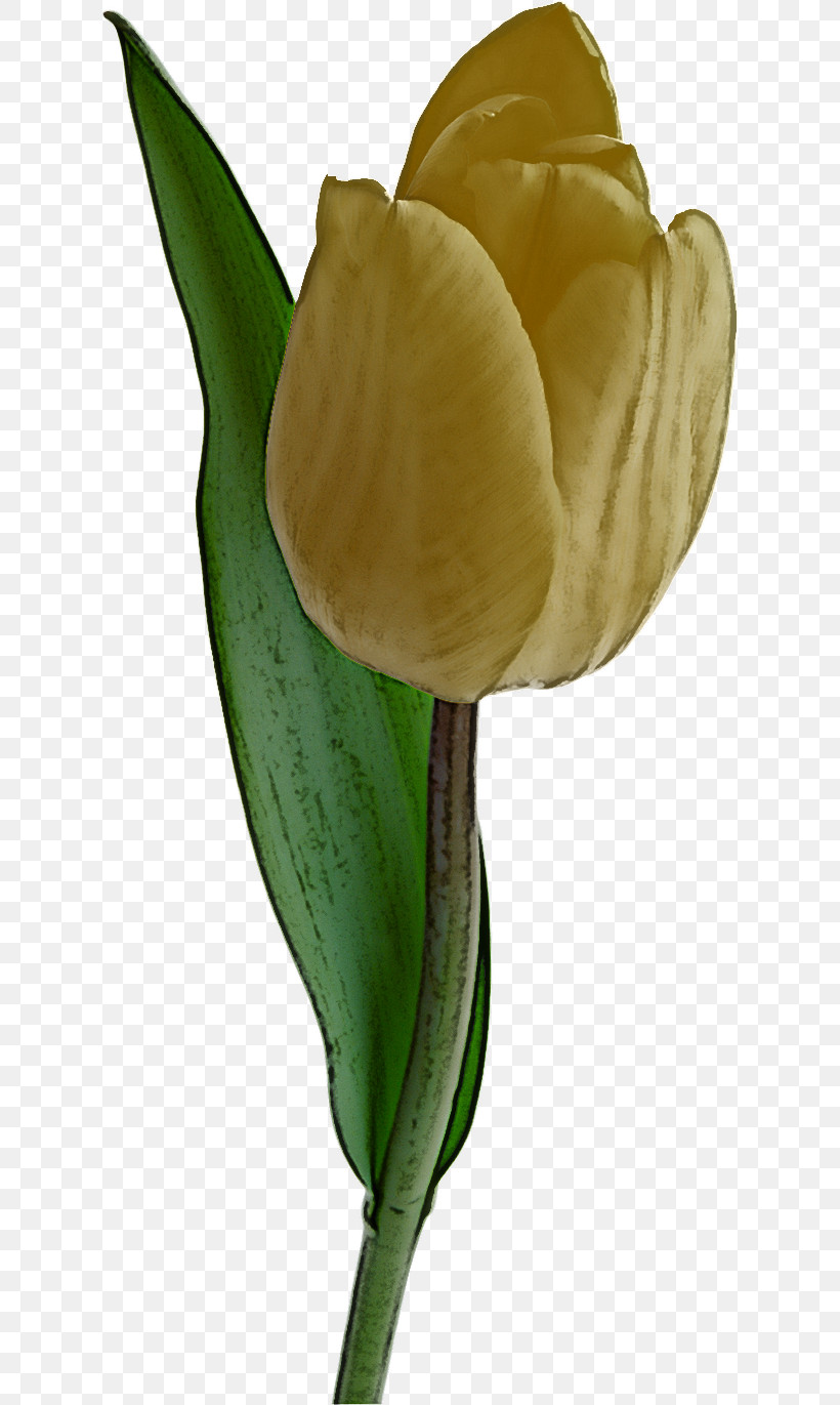 Flower Tulip Arum Plant Yellow, PNG, 622x1371px, Flower, Alismatales, Anthurium, Arum, Arum Family Download Free