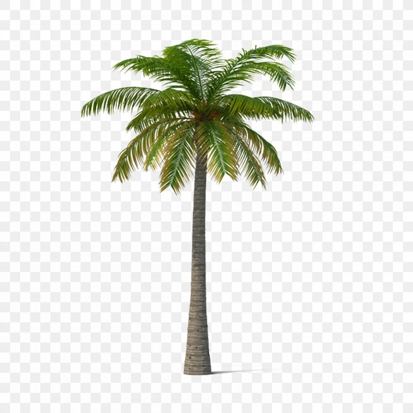 Adonidia Veitchia Coconut Tree, PNG, 1000x1000px, Arecaceae, Arecales, Coconut, Date Palm, Flowerpot Download Free