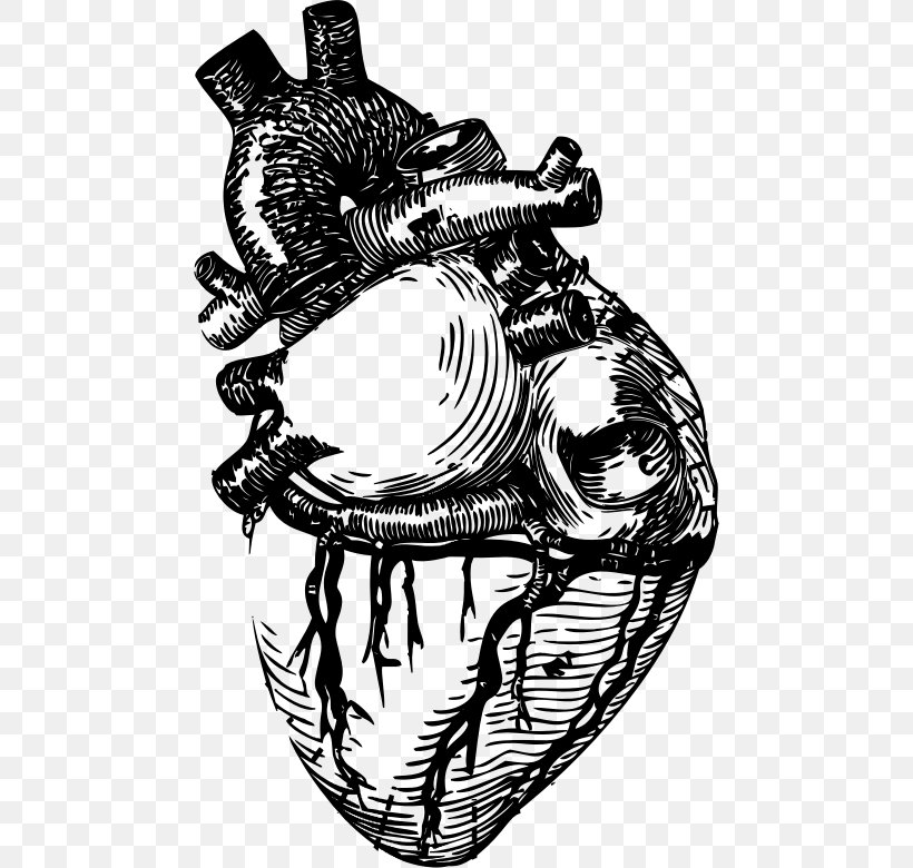 Heart Line Art Anatomy Clip Art, PNG, 472x780px, Watercolor, Cartoon, Flower, Frame, Heart Download Free