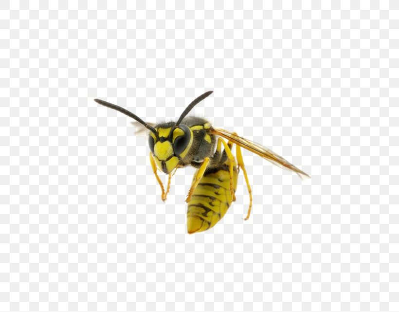 Hornet Insect Bee Paper Wasp, PNG, 747x641px, Hornet, Arthropod, Bee, Common Wasp, European Paper Wasp Download Free