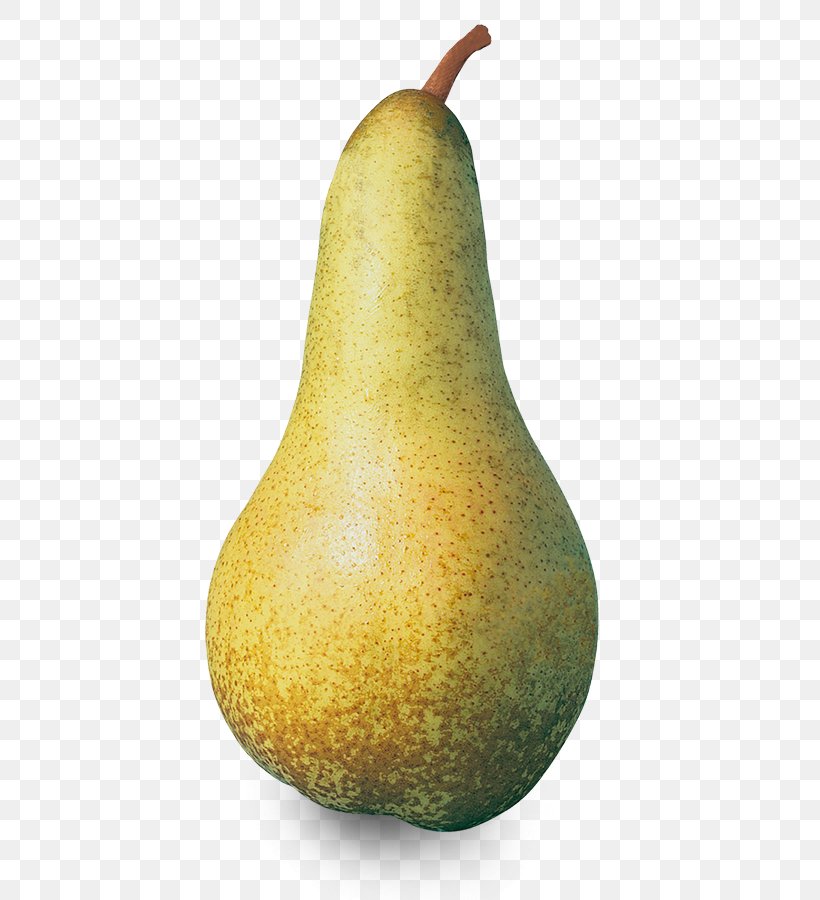 Pisa Conference Pear Abate Fetel Williams Pear, PNG, 620x900px, Pisa, Abate Fetel, Abbot, Comice Pears, Conference Pear Download Free