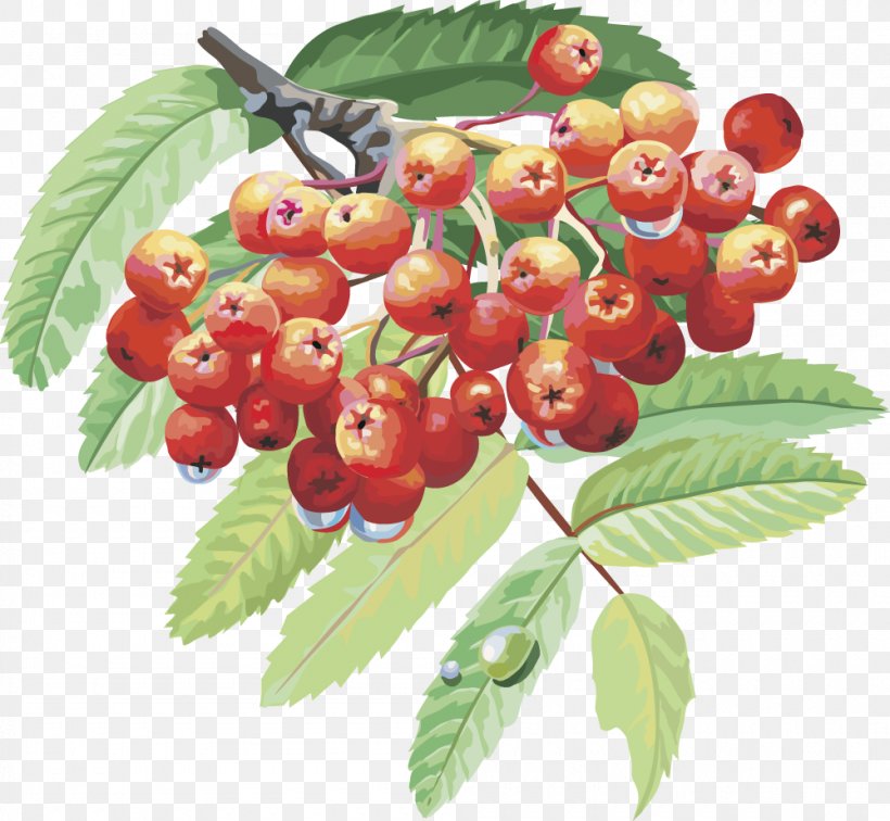 Sorbus Aucuparia Drawing Berry Branch Tree, PNG, 1000x923px, Sorbus Aucuparia, Auglis, Berry, Branch, Cherry Download Free