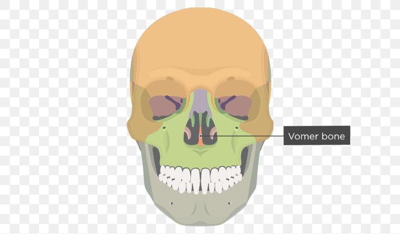 Vomer Lacrimal Bone Human Skeleton Anatomy, PNG, 770x481px, Vomer, Anatomy, Bone, Ethmoid Bone, Face Download Free
