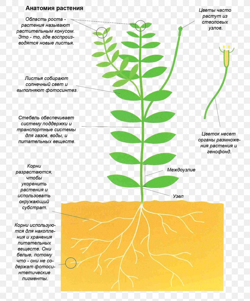 Diagram Plant Stem, PNG, 960x1156px, Diagram, Leaf, Organism, Plant, Plant Stem Download Free