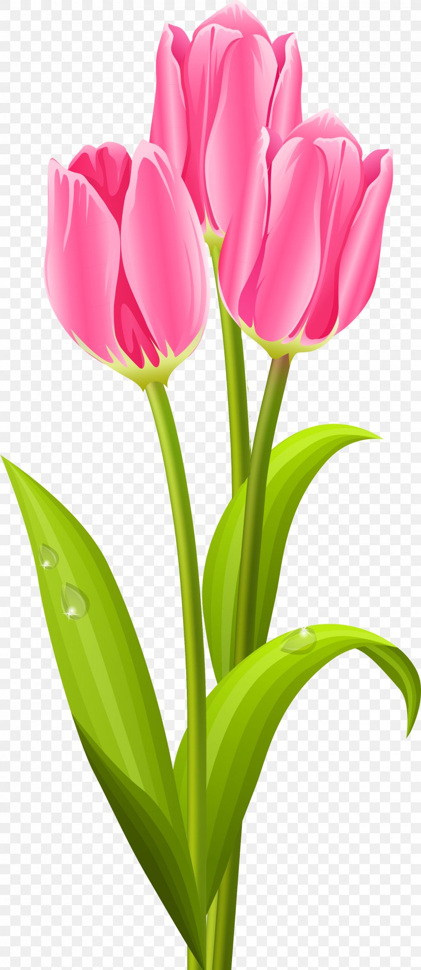 Tulip Flower Bouquet Clip Art, PNG, 2645x6085px, Tulip, Bud, Cut Flowers, Floral Design, Flower Download Free