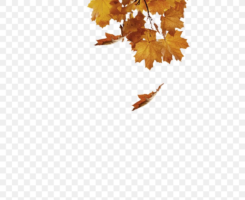 Twig Maple Leaf Desktop Wallpaper Computer, PNG, 460x669px, Twig, Autumn, Branch, Computer, Leaf Download Free