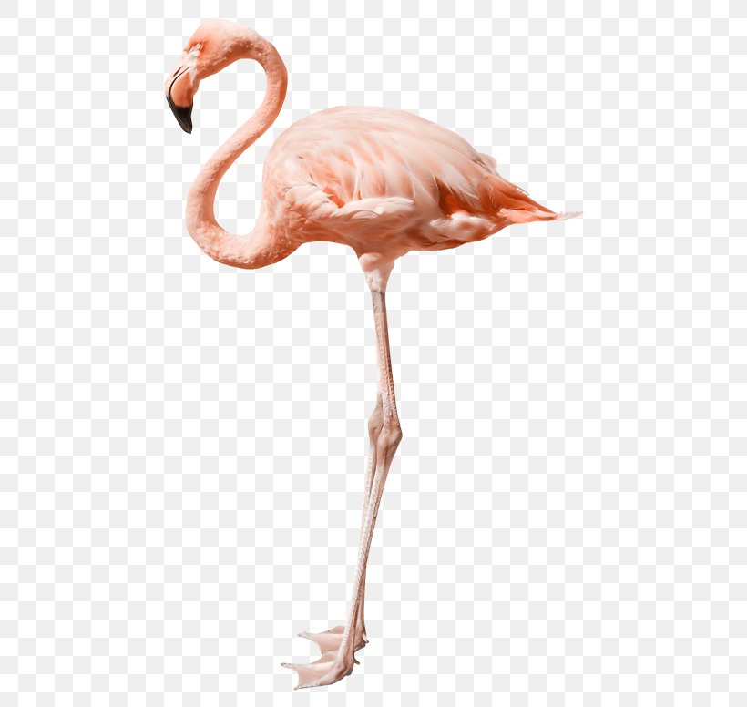 Flamingo Royalty-free Stock Photography Image Desktop Wallpaper, PNG, 500x776px, Flamingo, Beak, Bird, Mural, Muscle Download Free