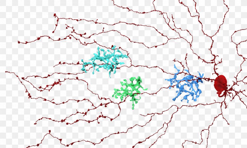 Eyewire Bipolar Neuron Retina Bipolar Cell Amacrine Cell, PNG, 2000x1200px, Eyewire, Amacrine Cell, Area, Bipolar Neuron, Brain Download Free