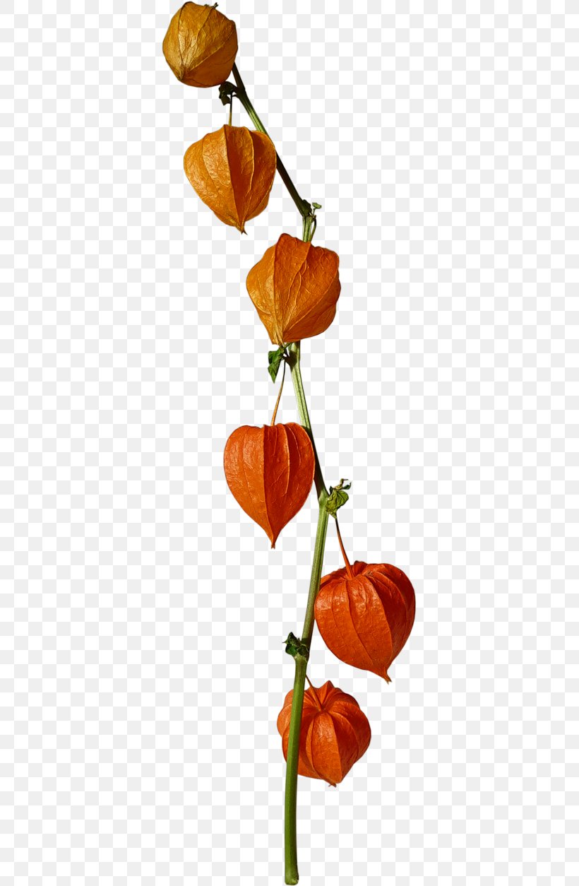 Flower, PNG, 361x1254px, Chinese Lantern, Cut Flowers, Drawing, Flower, Fruit Download Free