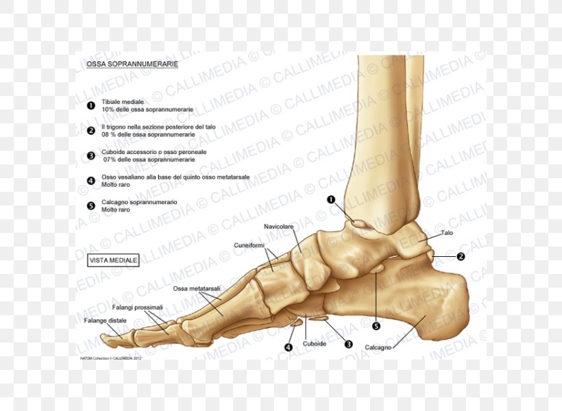 Foot Cuboid Bone Thumb Ankle, PNG, 600x600px, Watercolor, Cartoon ...