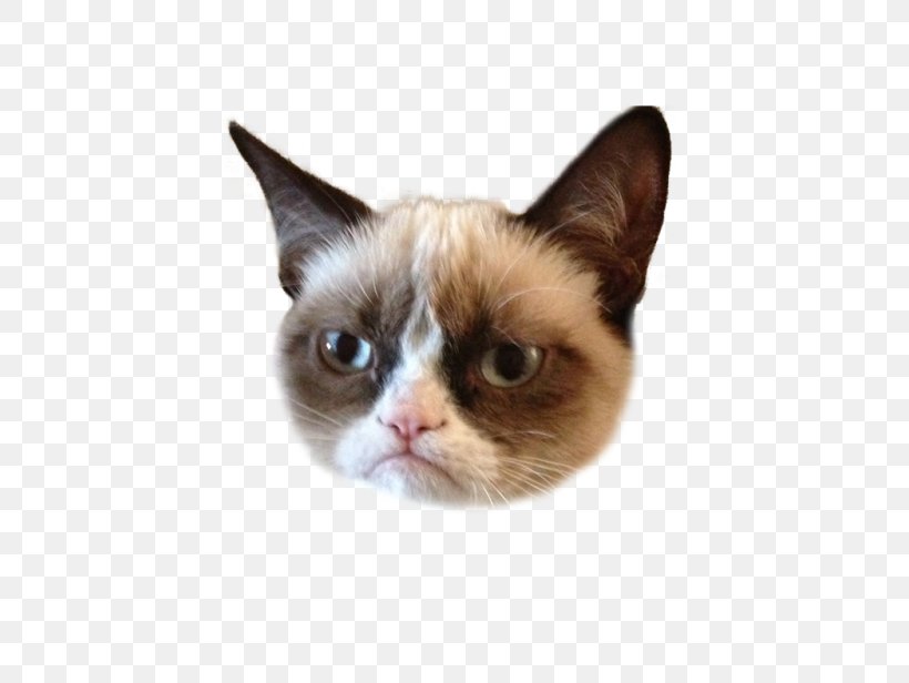 Grumpy Cat Kitten Humour Lolcat, PNG, 500x616px, Watercolor, Cartoon, Flower, Frame, Heart Download Free
