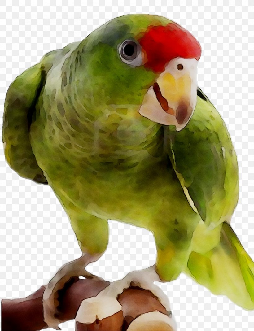 Lovebird Parakeet Pet Beak Fauna, PNG, 896x1169px, Lovebird, Beak, Bird, Bird Supply, Breakfast Download Free