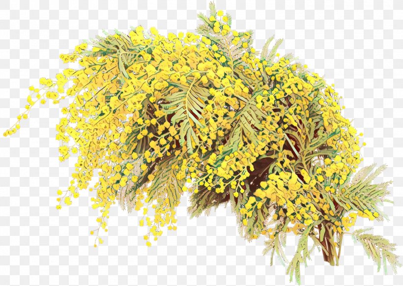 Mimosa, PNG, 1500x1066px, Cartoon, Flower, Goldenrod, Mimosa, Plant Download Free
