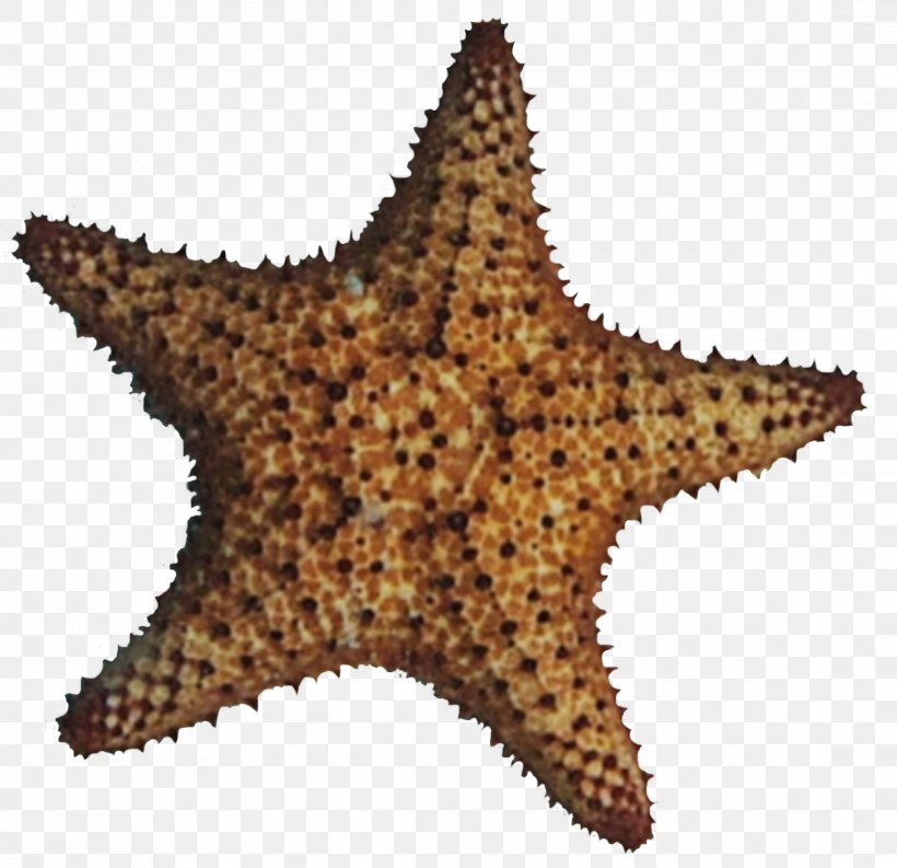 Starfish Star, PNG, 2191x2120px, Starfish, Star Download Free