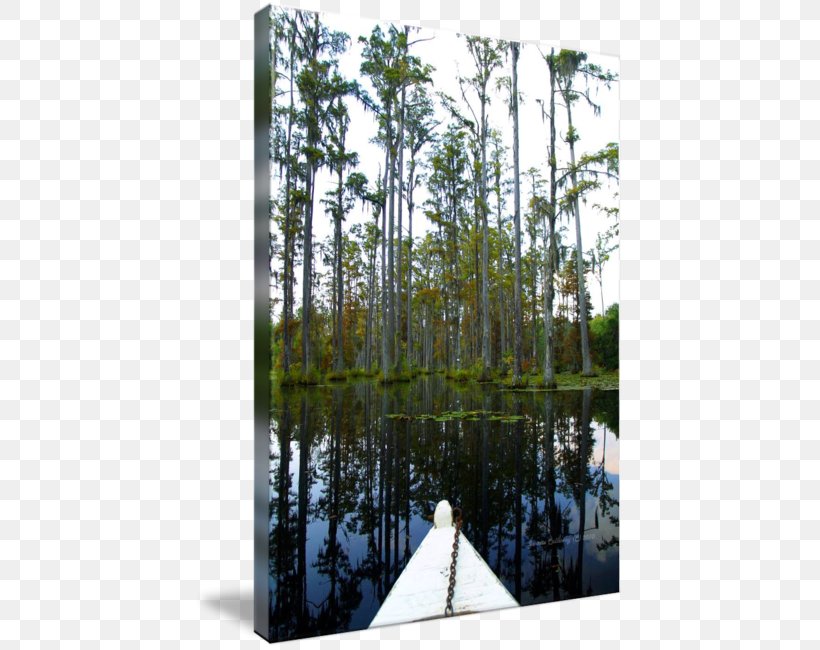 Swamp Tree Forest Garden Work Of Art, PNG, 430x650px, Swamp, Art, Bald Cypress, Bayou, Biome Download Free