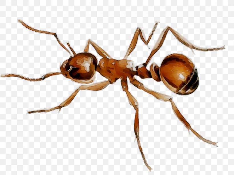 Insect Membrane, PNG, 1248x936px, Insect, Ant, Arthropod, Carpenter Ant, Invertebrate Download Free