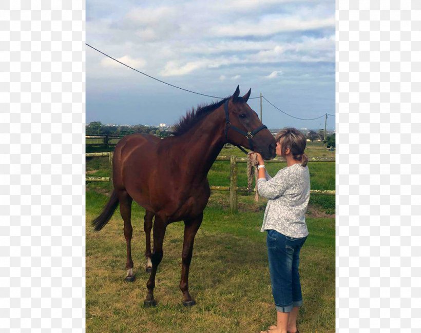 Mare Stallion Halter Foal Mustang, PNG, 1024x811px, Mare, Bridle, Colt, Foal, Grass Download Free