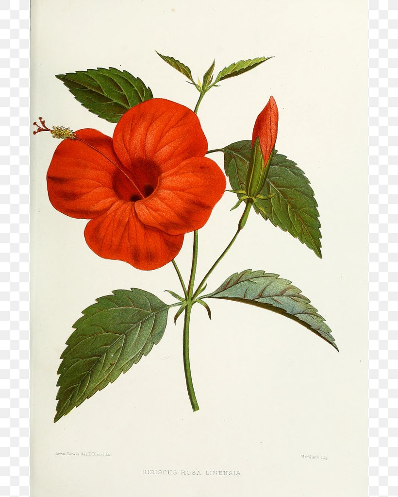 Shoeblackplant Flower Botanical Illustration Hawaiian Hibiscus Clip Art, PNG, 696x1023px, Shoeblackplant, Asian Pigeonwings, Botanical Illustration, Color, Flower Download Free