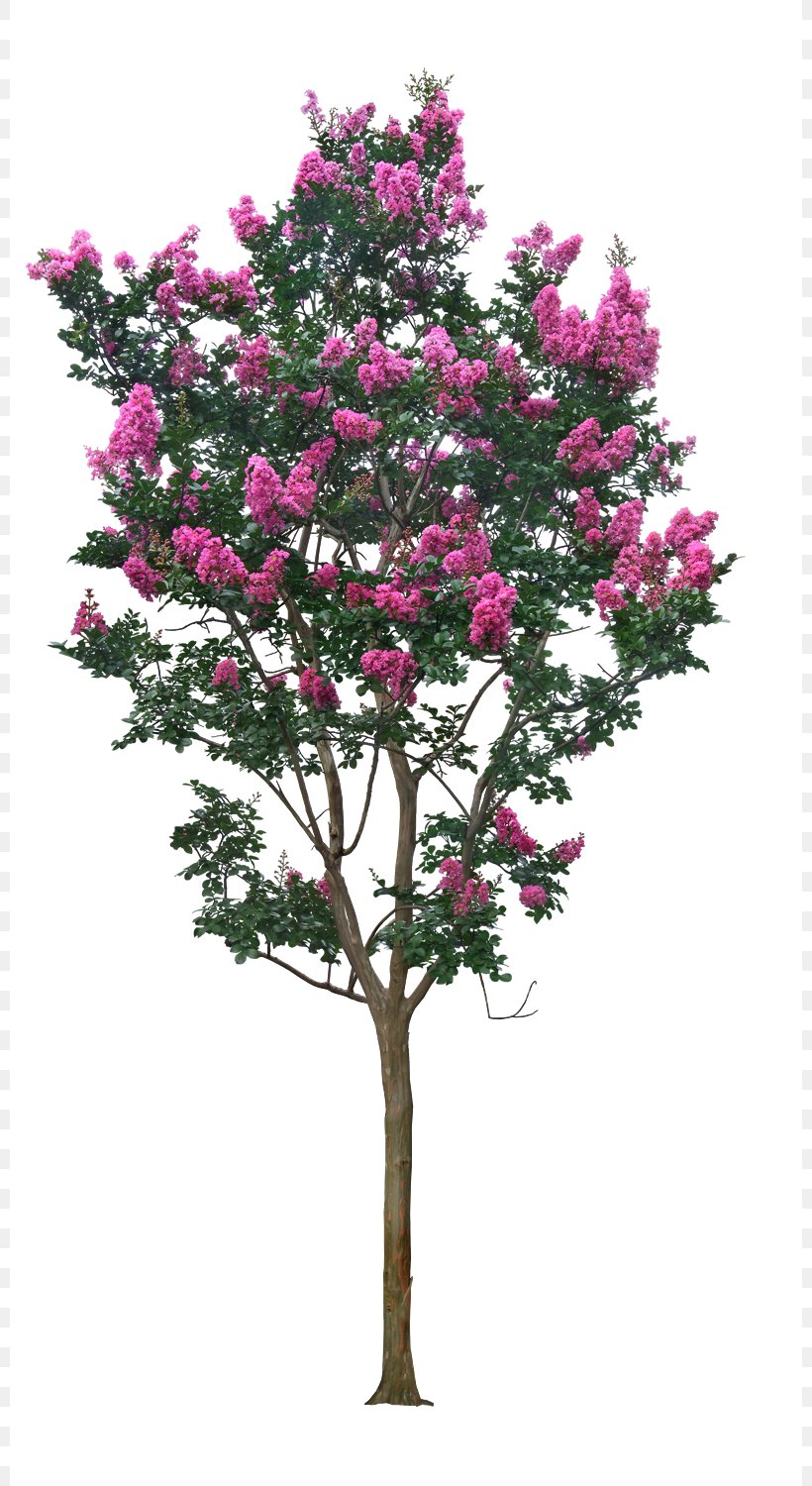 Tree Crepe Myrtle, PNG, 800x1500px, Stone Pine, Blossom, Branch, Cut Flowers, Flora Download Free