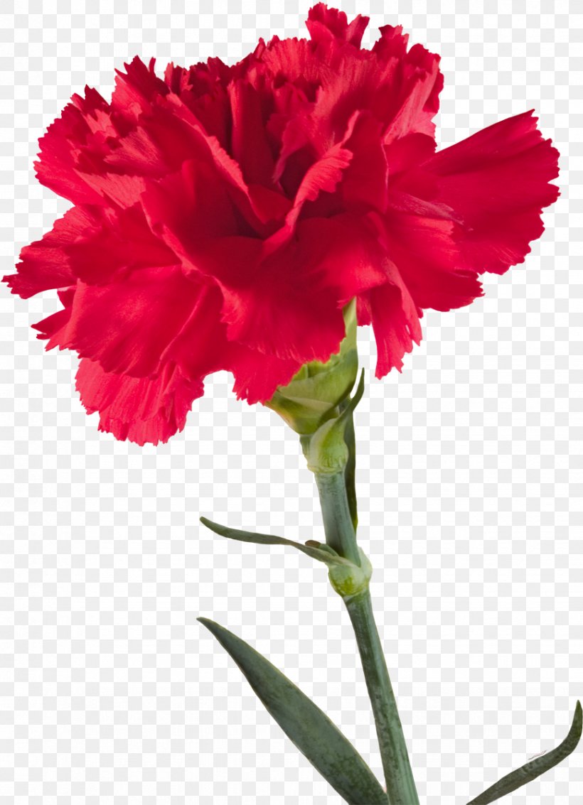Carnation Transvaal Daisy Clip Art, PNG, 868x1200px, Carnation, Cut Flowers, Dianthus, Flower, Flowering Plant Download Free