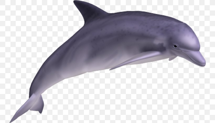 Common Bottlenose Dolphin Clip Art, PNG, 750x471px, 3d Computer Graphics, Dolphin, Beak, Bottlenose Dolphin, Common Bottlenose Dolphin Download Free
