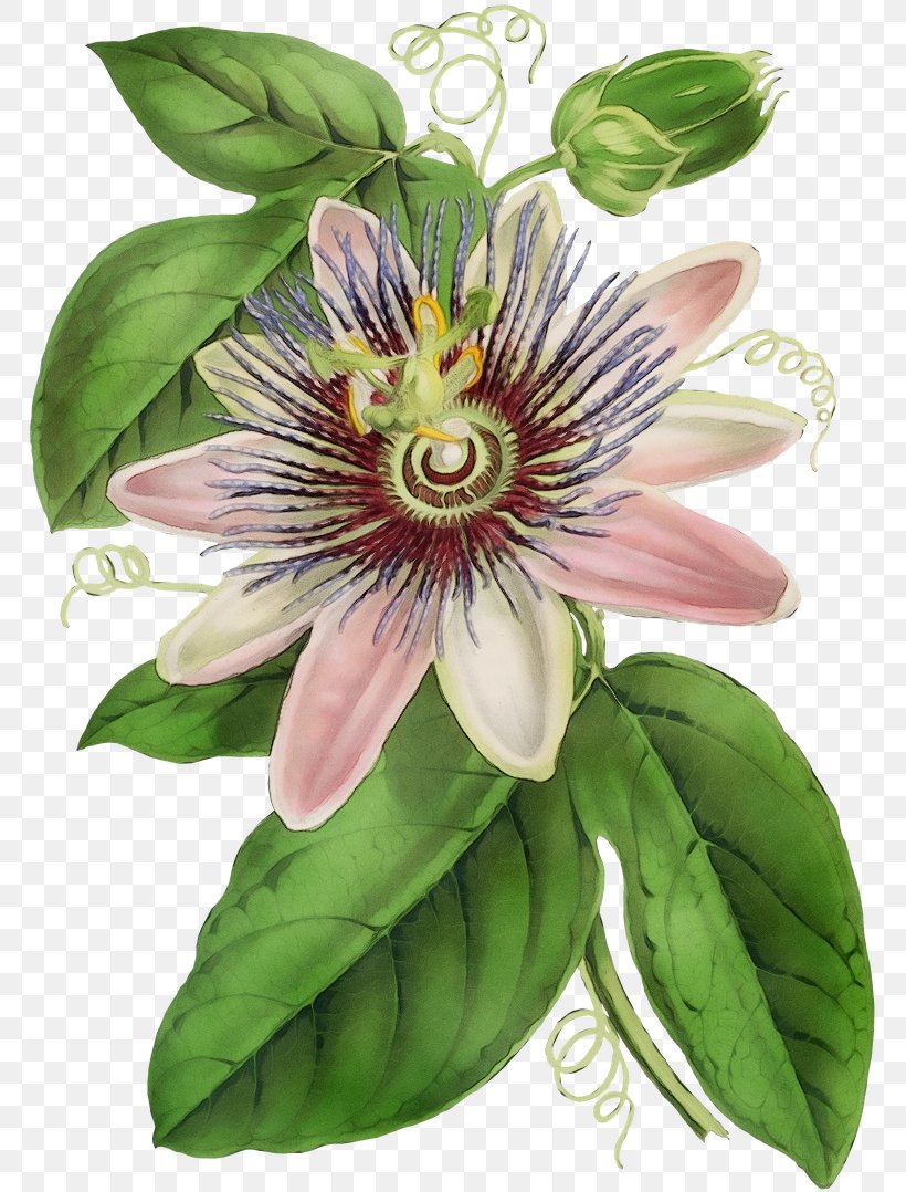Flower Passion Flower Passion Flower Family Purple Passionflower Plant, PNG, 770x1078px, Watercolor, Flower, Giant Granadilla, Paint, Passion Flower Download Free