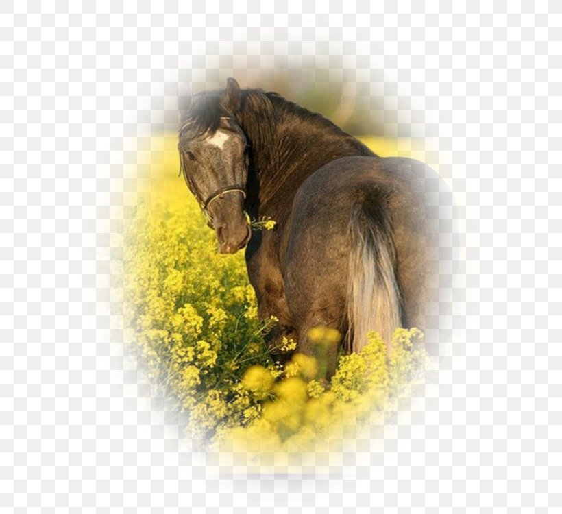 Mane Mustang Stallion Pony Bridle, PNG, 600x750px, Mane, Bridle, Grass, Halter, Horse Download Free