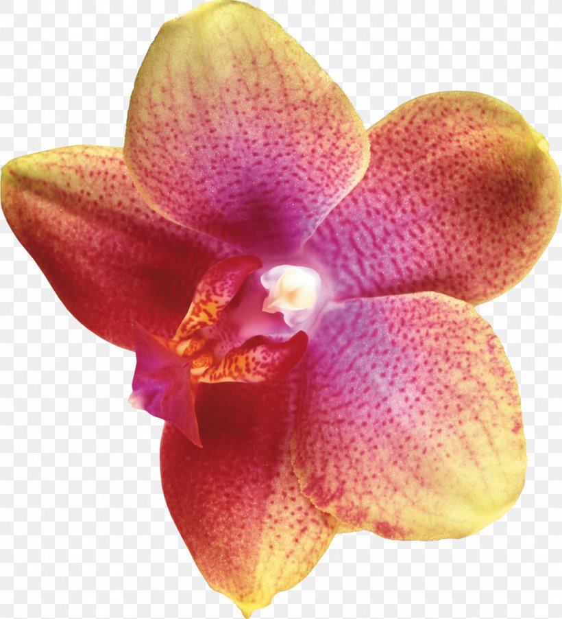 Moth Orchids Flower Plant, PNG, 1090x1200px, Orchids, Cattleya, Chomikujpl, Cut Flowers, Digital Image Download Free