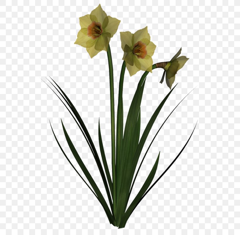 Amaryllis Jersey Lily Cut Flowers Flowerpot Narcissus, PNG, 551x800px, Amaryllis, Amaryllis Belladonna, Amaryllis Family, Artificial Flower, Belladonna Download Free