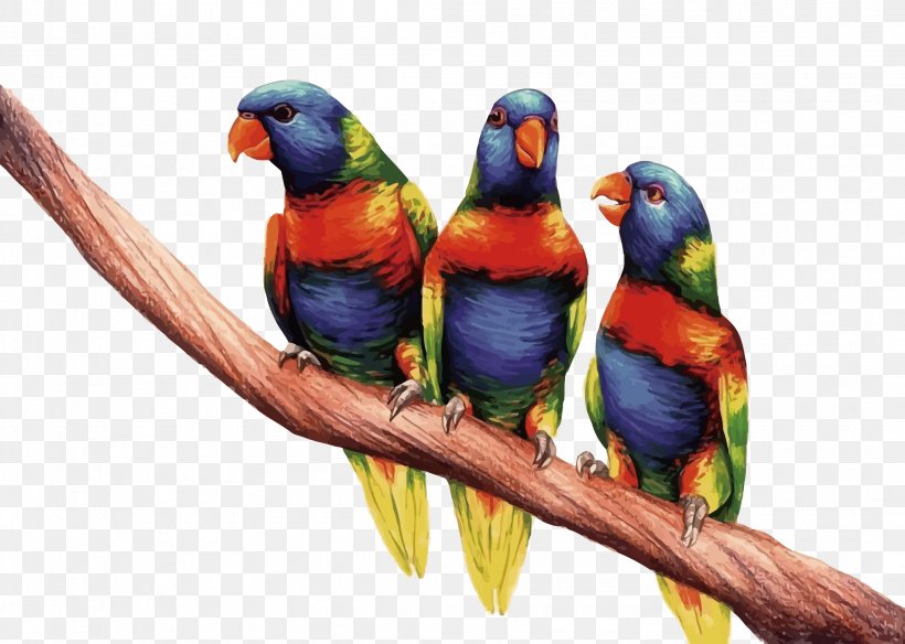 Budgerigar True Parrot Lories And Lorikeets Monk Parakeet Three-dimensional Space, PNG, 2106x1500px, Budgerigar, Beak, Bird, Common Pet Parakeet, Drawing Download Free