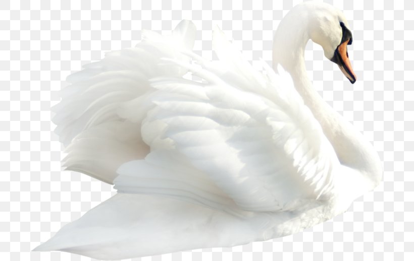 Cygnini Mute Swan Bird Clip Art, PNG, 699x518px, Cygnini, Beak, Bird, Digital Image, Duck Download Free
