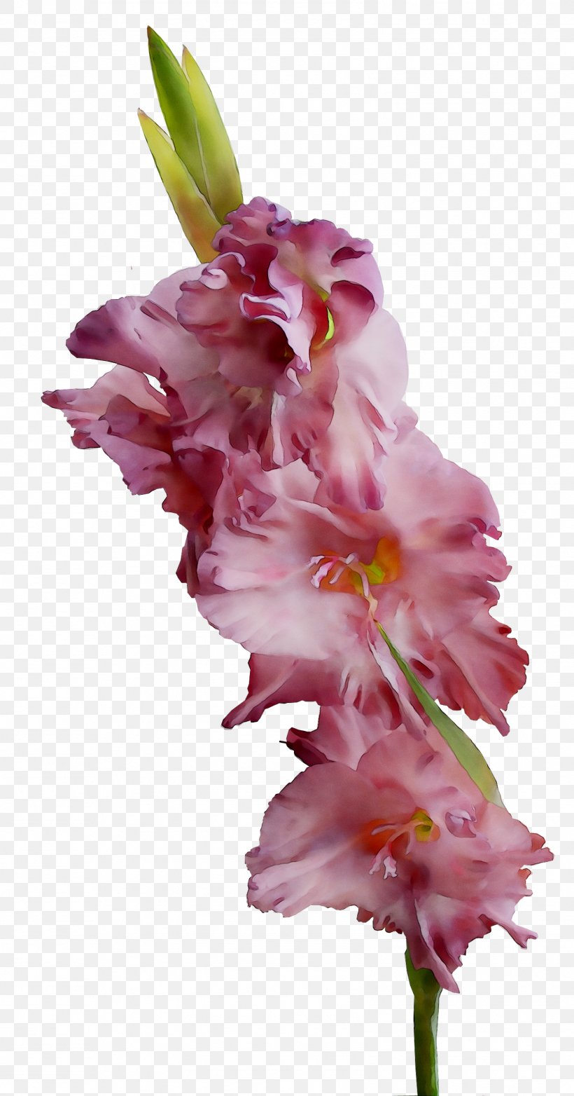 Gladiolus Cut Flowers Plant Stem Pink M, PNG, 1601x3055px, Gladiolus, Cut Flowers, Flower, Flowering Plant, Iris Download Free
