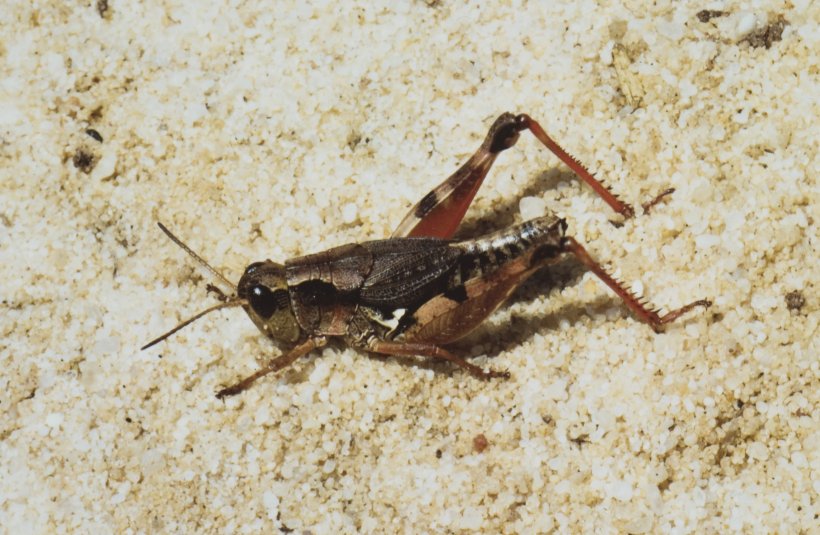 Insect Grasshopper Australian Plague Locust Cricket, PNG, 2453x1601px, Insect, Animal, Arthropod, Australian Plague Locust, Cicadas Download Free