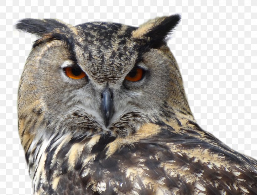 Snowy Owl Bird Great Horned Owl, PNG, 1400x1065px, Owl, Accipitriformes, Animal, Barn Owl, Beak Download Free