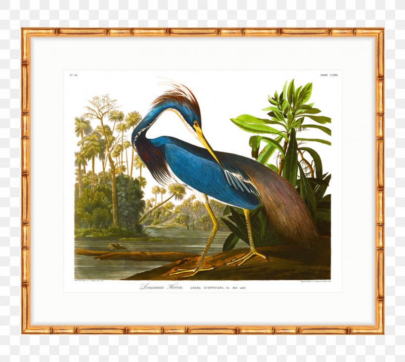 The Birds Of America American White Pelican Heron Printing Printmaking, PNG, 2912x2608px, Birds Of America, American White Pelican, Art, Beak, Bird Download Free