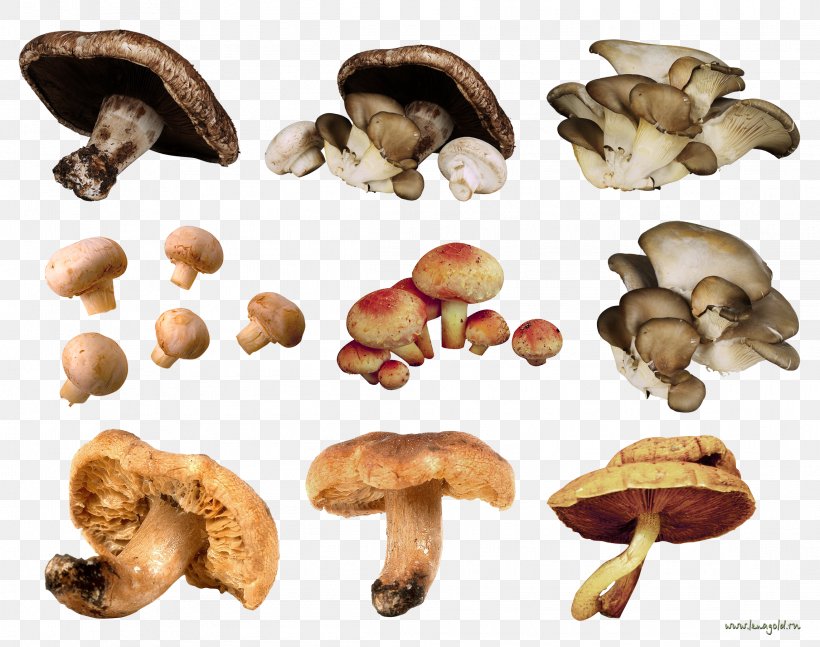 Edible Mushroom Fungus, PNG, 2291x1810px, Mushroom, Edible Mushroom, Food, Fungiculture, Fungus Download Free