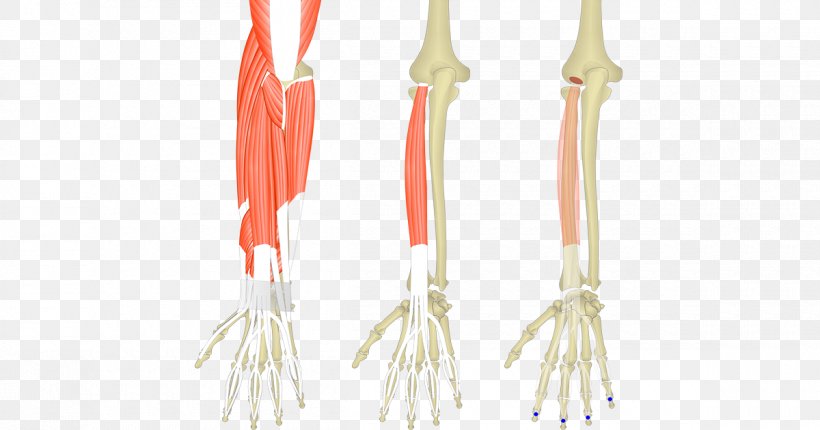 Extensor Carpi Radialis Longus Muscle Extensor Digitorum Muscle Extensor Carpi Radialis Brevis Muscle Extensor Carpi Ulnaris Muscle, PNG, 1200x630px, Extensor Digitorum Muscle, Common Extensor Tendon, Extensor Carpi Ulnaris Muscle, Flexor Carpi Radialis Muscle, Flexor Carpi Ulnaris Muscle Download Free