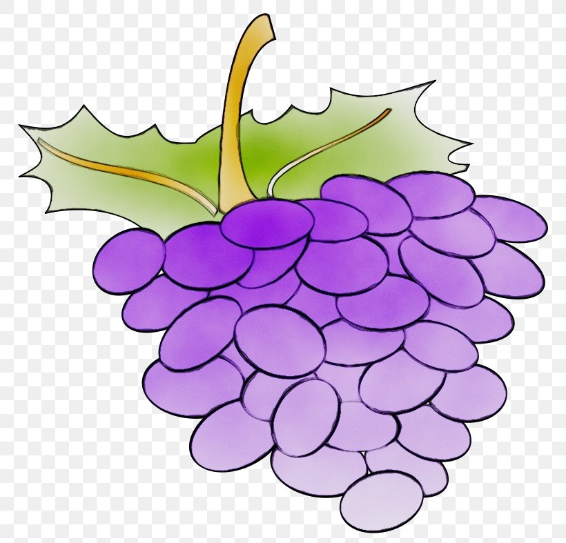 Grape Grapevine Family Leaf Seedless Fruit Plant, PNG, 800x787px, Watercolor, Flower, Fruit, Grape, Grapevine Family Download Free