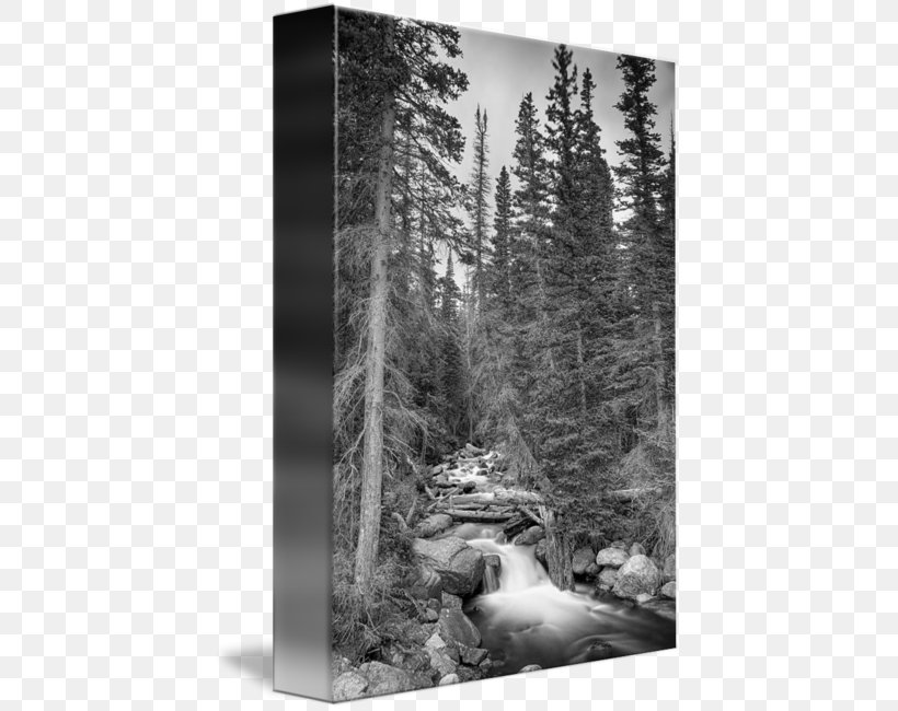 State Park Stock Photography Pine, PNG, 427x650px, State Park, Black And White, Forest, Landscape, Monochrome Download Free