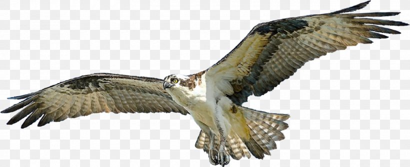 Bird Osprey Hawk, PNG, 1600x654px, Bird, Accipitriformes, Animal Figure, Art, Bald Eagle Download Free