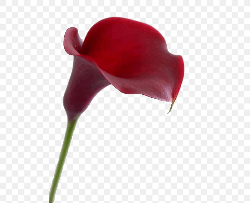 Red Bog Arum Garden Roses Flower White, PNG, 666x667px, Red, Bog Arum, Calla Lily, Color, Flower Download Free