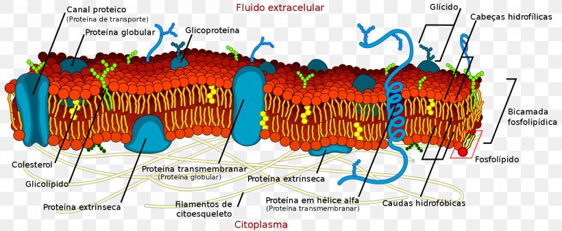 Cell Membrane Biological Membrane Lipid Bilayer, PNG, 2000x823px, Cell Membrane, Advertising, Aquaporin, Biological Membrane, Biology Download Free